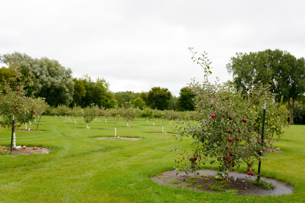 apple valley orchard saginaw - 01