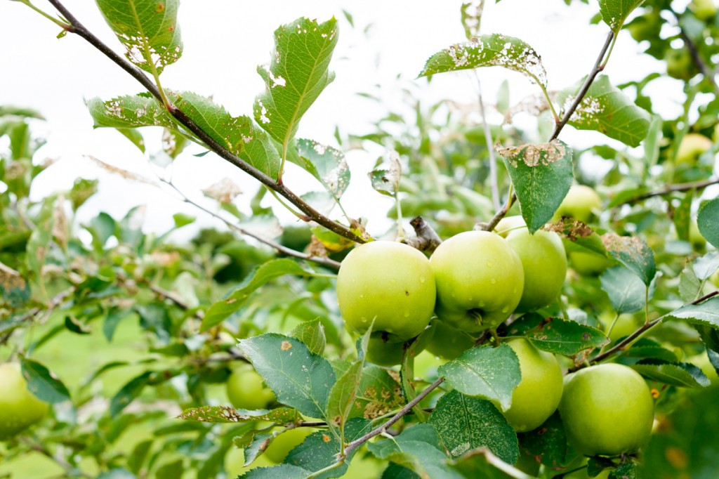 apple valley orchard saginaw - 06