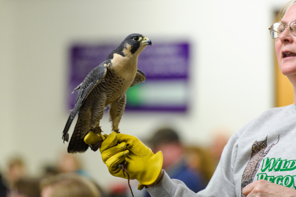 birds of prey saginaw mi -17
