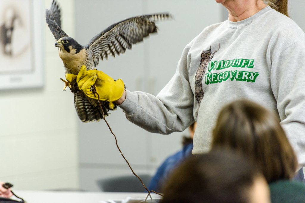 birds of prey saginaw mi -18