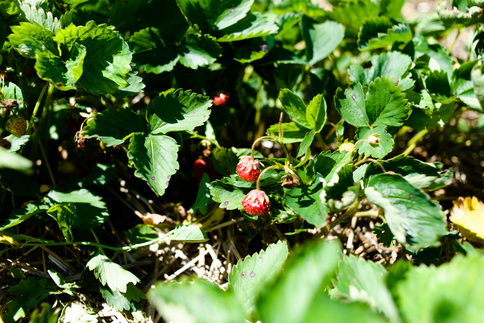 hemmeter strawberry picking-004
