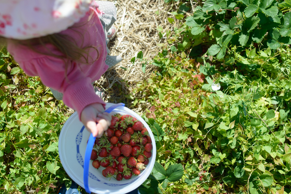 hemmeter strawberry picking-010