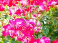 andersen_art_garden-018