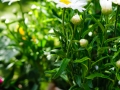 andersen_art_garden-035