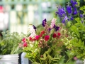 andersen_art_garden-063_7185055377