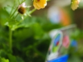 andersen_art_garden-078_7185066791