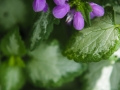 andersen_art_garden-080_7185072247