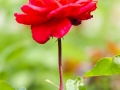 andersen_art_garden-094_7185084801