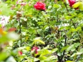 andersen_art_garden-095_7370322596