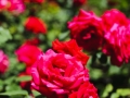 andersen_art_garden-126_7185109313