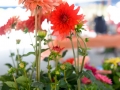 saginawhappening_20140523-DSC_6589