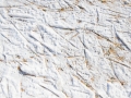 saginawhappening_20140208-DSC_8934