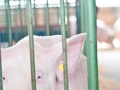 Saginaw County Fair 2013