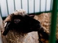 Saginaw County Fair 2013