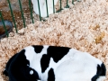 Saginaw County Fair 2013
