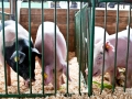 Saginaw County Fair 2013