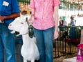 Saginaw County Fair 2013
