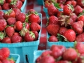 Strawberry_Festival_2011-59_5862524938